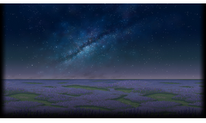 Lavender Field - Night