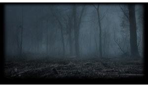 A dark foggy forest
