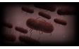 Bacteria Background
