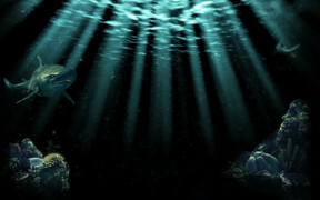 Underwater World - Shark