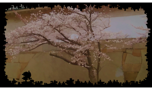 Cherry Blossom In Osaka Castle