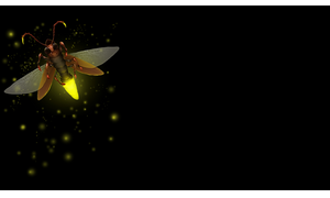 N2O Firefly