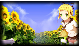 Garden of sunflowers
