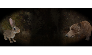 Rabbit and Bear Background