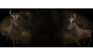Deer Profile Background
