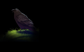 Lurking Raven
